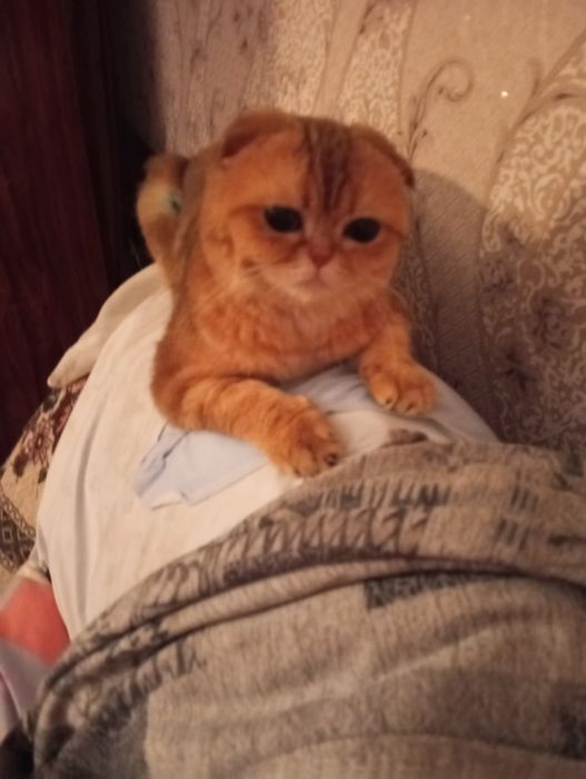 кошка стерилизованая