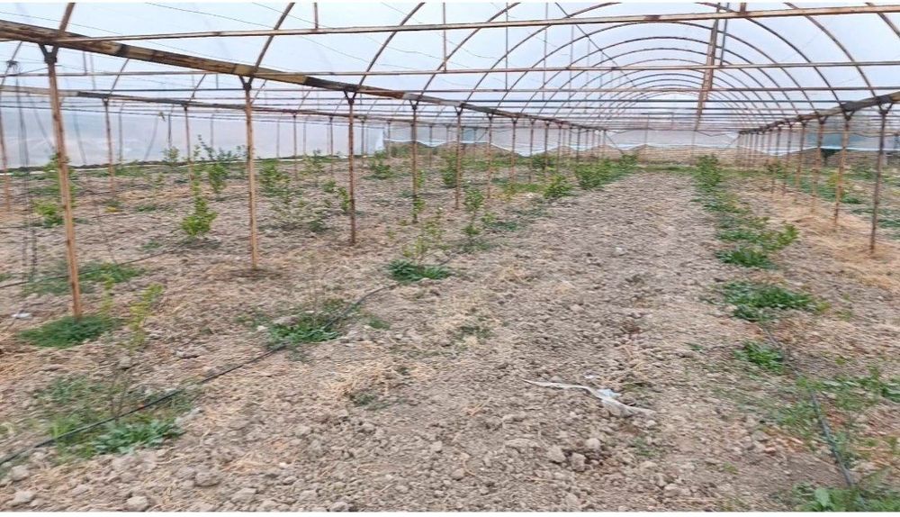 Продается теплица изготовлена из материала контейнера