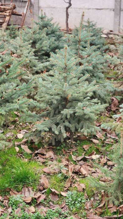 Tezkor Chegirma! Скидка! голубая ель елка | ел | archa | арча | el