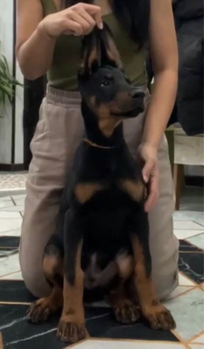 Продам шенка дрбермана