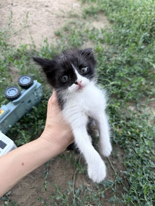 Отдам котят в добрые ручки