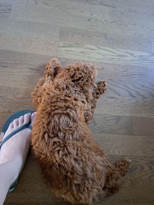 Poodle mini, pudel min, caniche mini red
