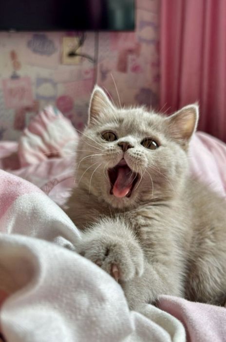British shorthair 2 luni