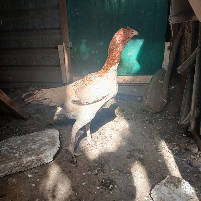 Прадам баитсовую куритсу