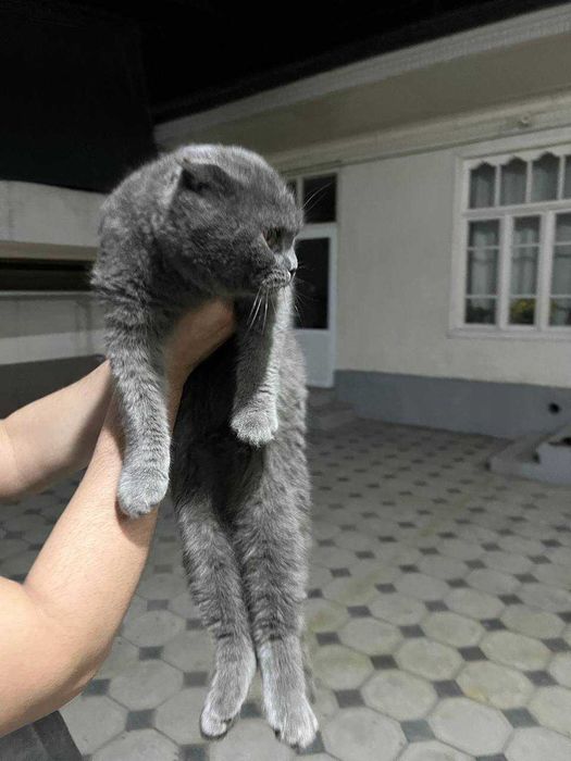 Fold Mushuk sotiladi