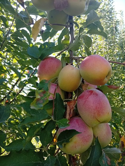 Яблоки продам звоните пишите на номер