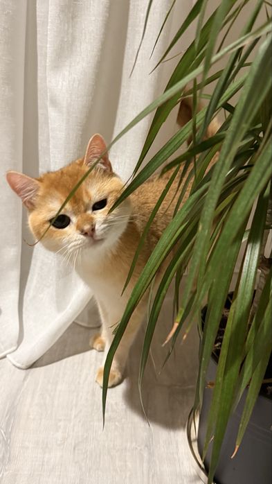 Продам Кота, британская шиншила