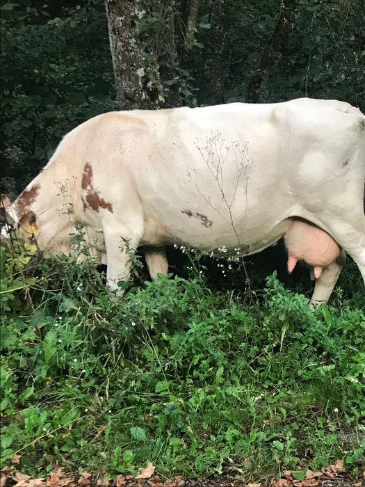 Vând vacă de 8 ani