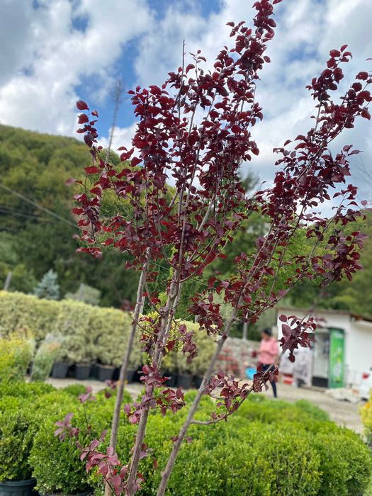 Plante ornamentale pentru un exterior echilibrat