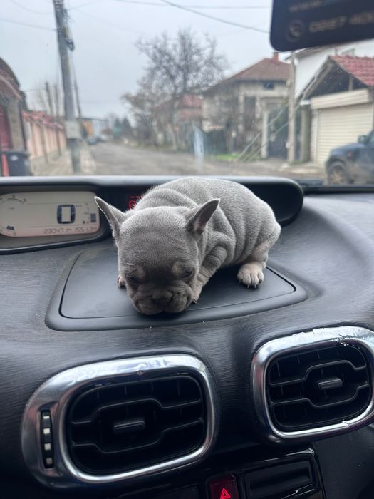 Френски булдог-лилак тан