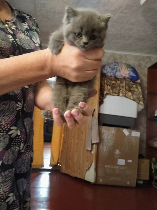 Милые котята ищут любящих хозяев