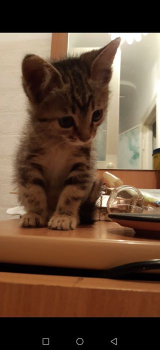 Отдам в добрые руки