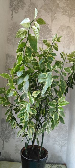 Домашний красивый цветок Педилантус