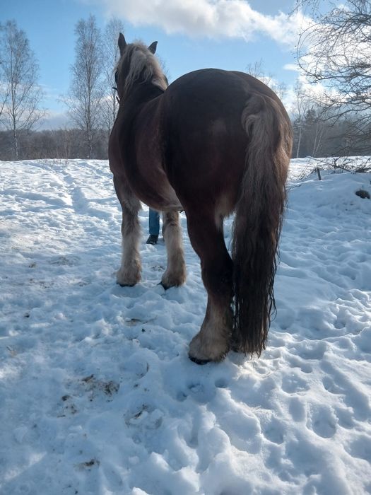 Vând cal foarte bland