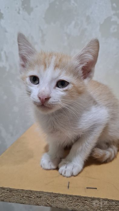 Котята домашние в добрые ручки