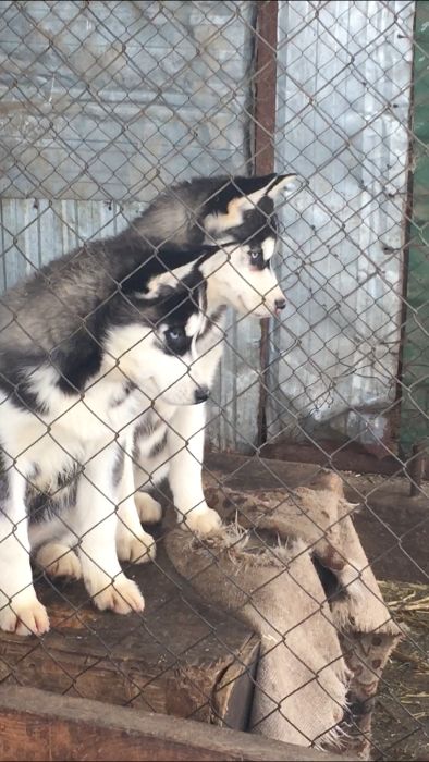 скидки от Хаски Планета всегда