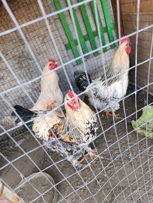 Продам годовалых петушек