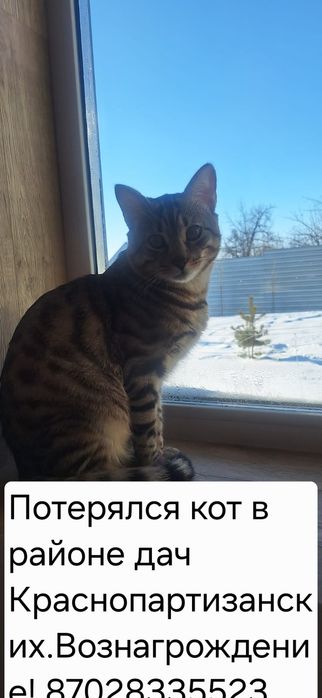 Пропал кот в Красном Партизане