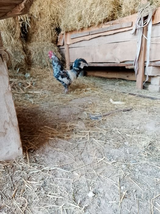 Японский Қораз бір дана сатылады