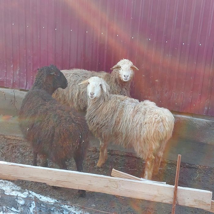 Қой бар семізззз