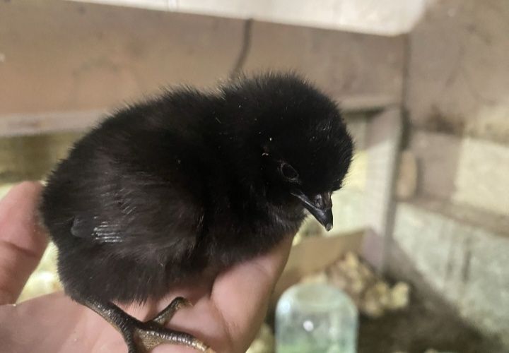 Бір күндік балапан сатылады