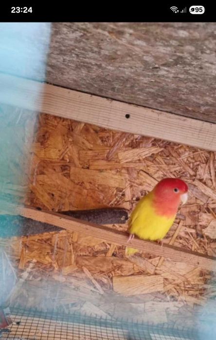 Porumbei misrlii papagali perusi nimfe agarponis turturele razatoare