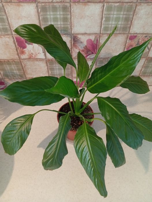 Женское счастье 2500