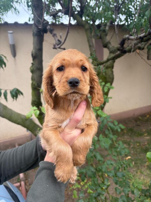 Cocker Spani fetita
