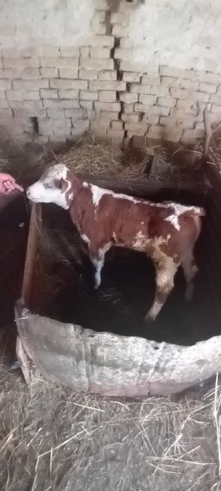 Vând vaca și junincă cu vitei