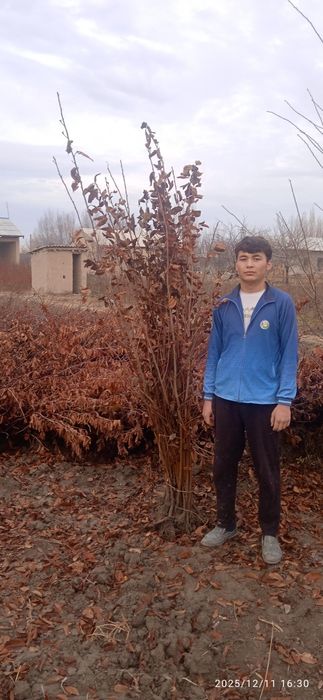 Achchik gilos kuchatmlari