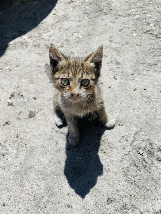 Отдам 3 котят бесплатно!