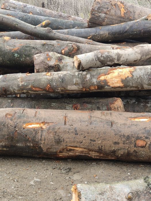 Lemn foc fag 440lei m cub