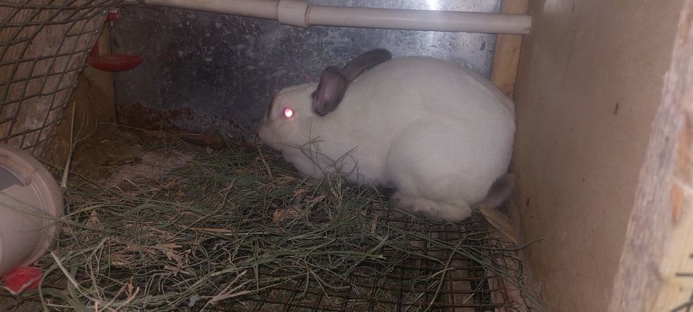 Кролики продаются