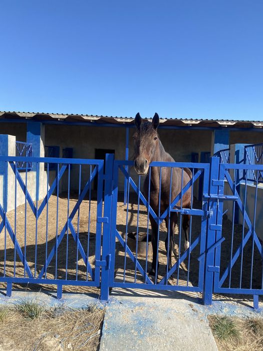 Сдается место для постоя лошади.