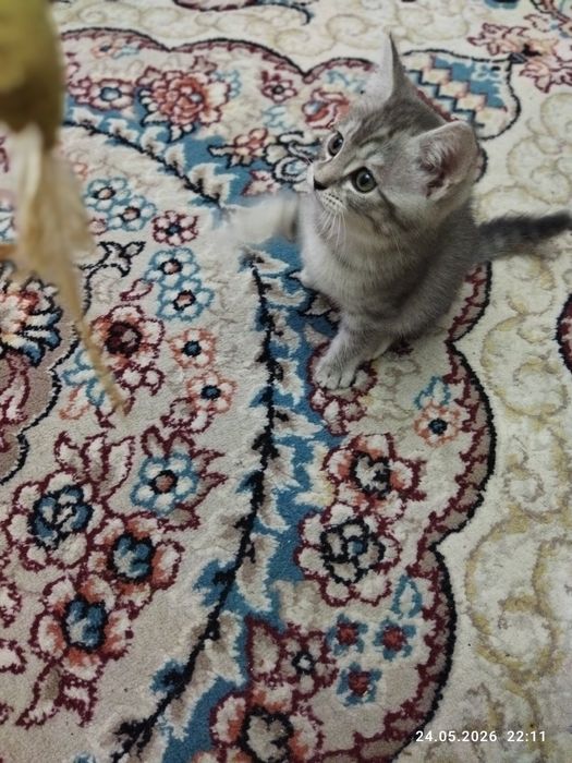 Продается шотландский котёнок