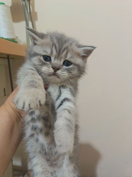 Mushukchalar sotildi onasi britanka otasi serebristiy fold