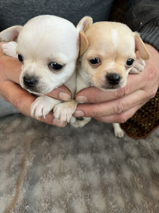 Продавам Чихуахуа