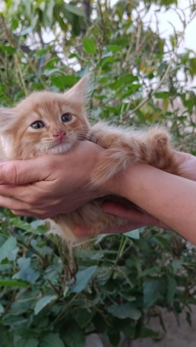 Кошки породные домашние
