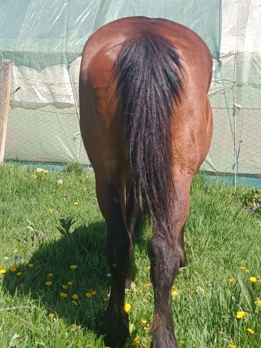 Iapa de vanzare cal castrat de vanzare