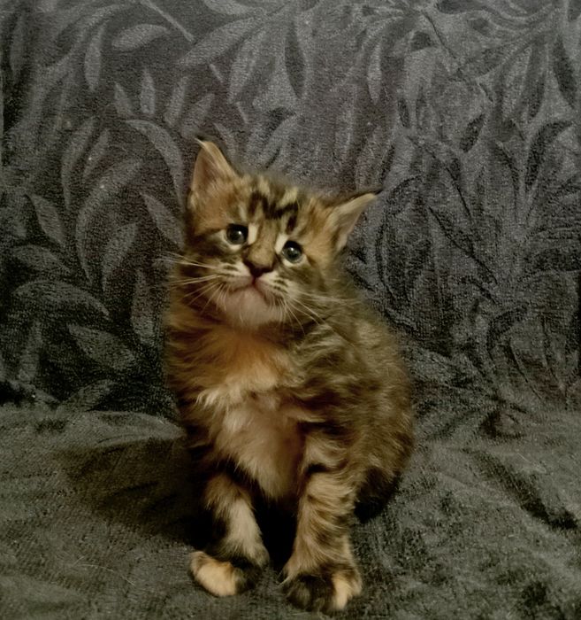 Котята породы Мейн Кун