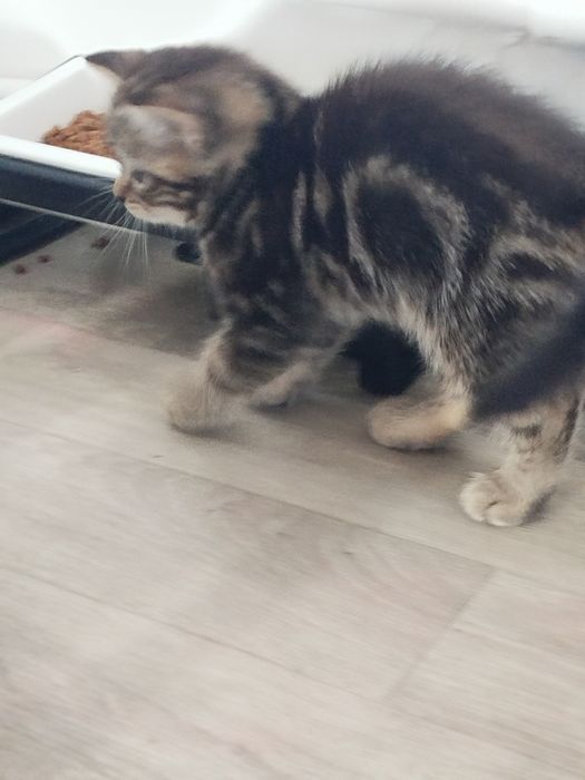 Шотландские котята 25000