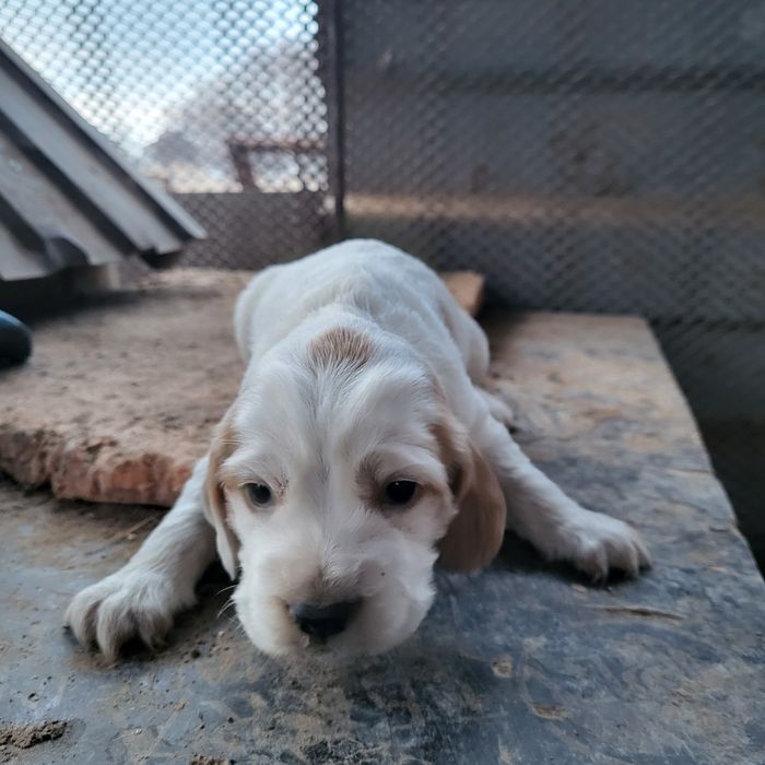 Продам охотничий шенки