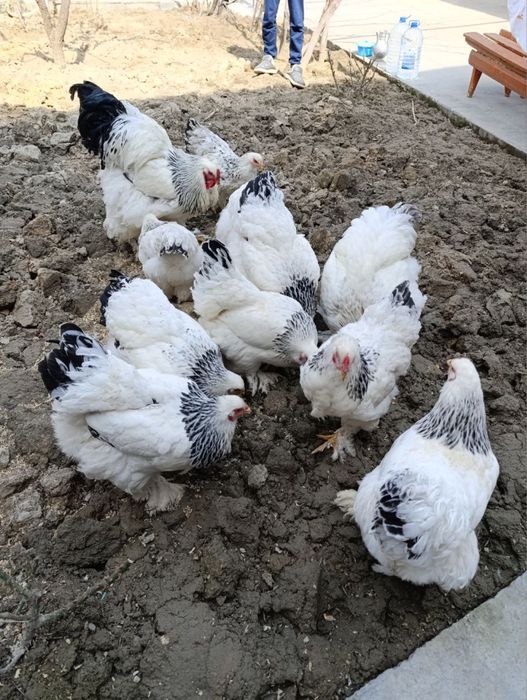 Brama tuxum sotiladi