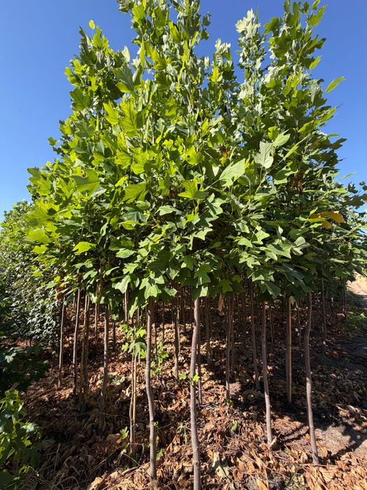 Arborele lalea - Liriodendron tulipifera