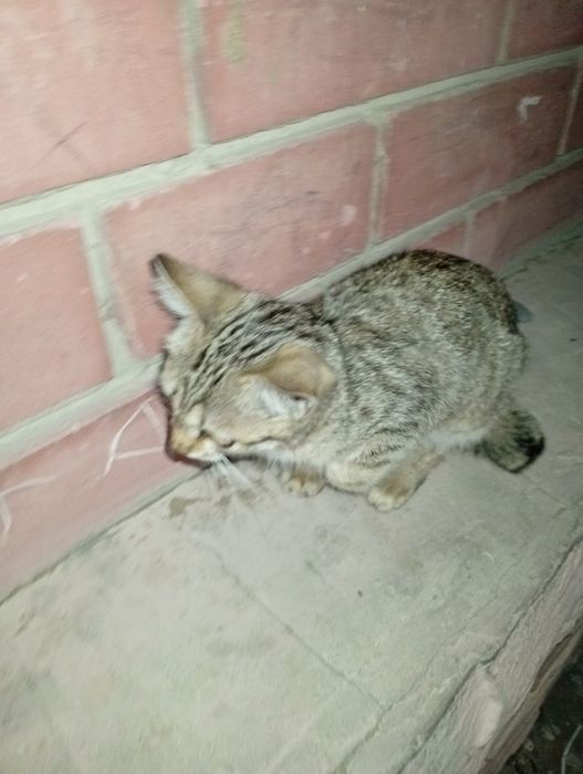 Кошка заберите уличная