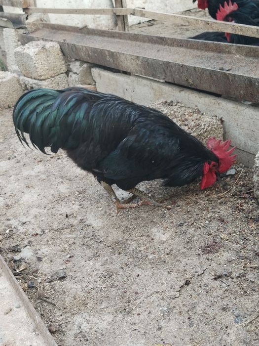 Кора шахзода хуроз товук тухум ва жужалари бор ишончлий