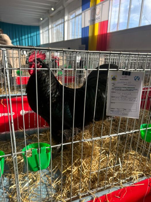 Cocosi australorop si wyandotte