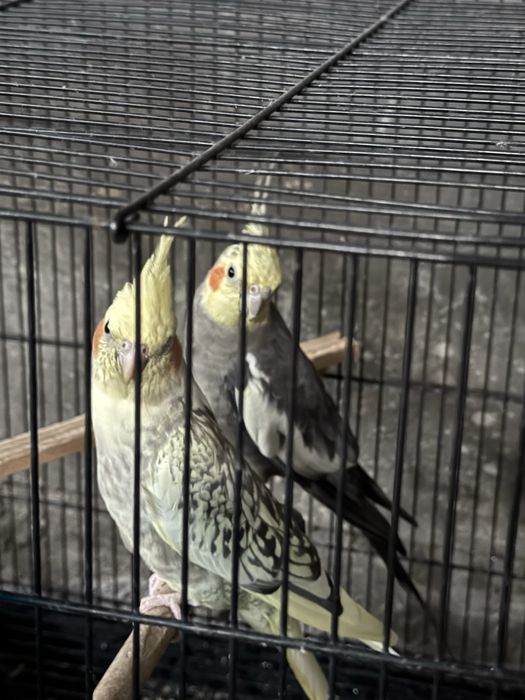 Papugay korrella
