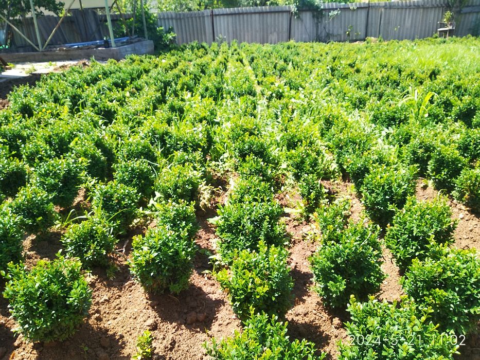 Шамшод сотилади Кибрайда