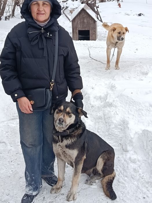 Щенки в хорошие руки будут крупные